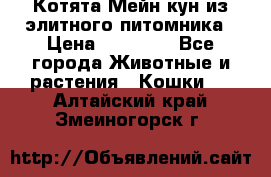 Котята Мейн-кун из элитного питомника › Цена ­ 20 000 - Все города Животные и растения » Кошки   . Алтайский край,Змеиногорск г.